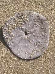 Dendraster excentricus