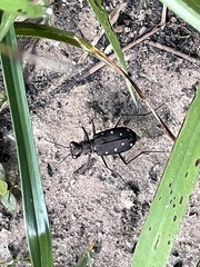 Cicindela ocellata rectilatera