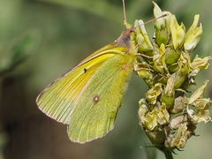Colias christina