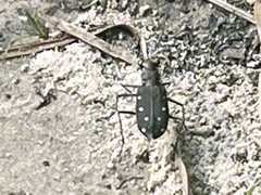 Cicindela ocellata rectilatera