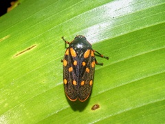 Mahanarva costaricensis