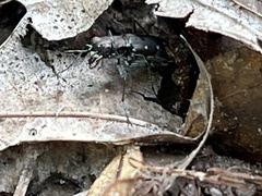 Cicindela ocellata rectilatera