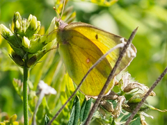 Colias christina