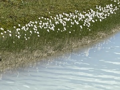 Eriophorum scheuchzeri