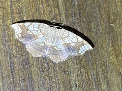 Nematocampa resistaria
