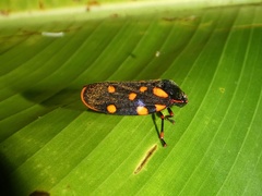Mahanarva costaricensis