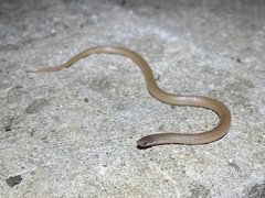 Tantilla gracilis