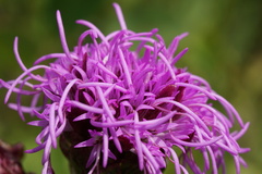 Liatris ligulistylis