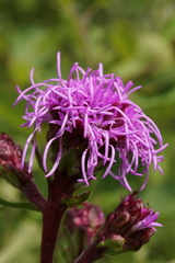Liatris ligulistylis