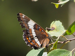 Limenitis arthemis rubrofasciata