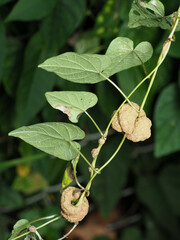 Rhizobiaceae