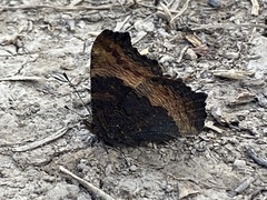 Aglais milberti
