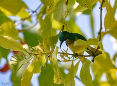Anthreptes malacensis