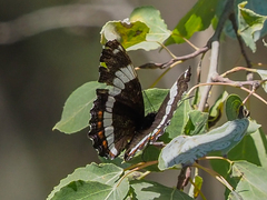 Limenitis arthemis rubrofasciata