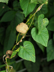Rhizobiaceae