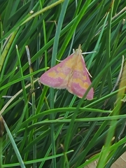 Pyrausta laticlavia