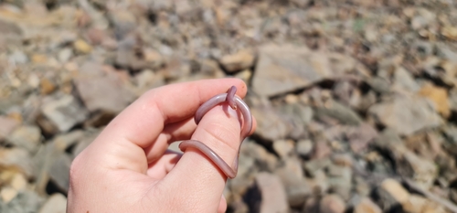 Brown-snouted Blind Snake