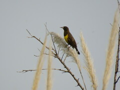 Pseudoleistes virescens