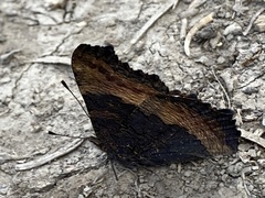 Aglais milberti