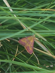 Pyrausta laticlavia