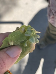 Pachypsylla