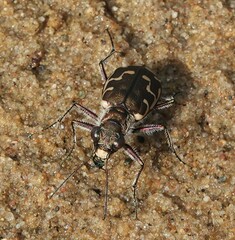 Cicindela repanda