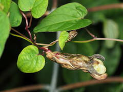Rhizobiaceae