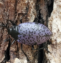 Cypherotylus californicus