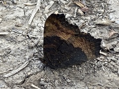 Aglais milberti