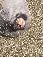 Paraconcavus pacificus