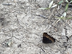 Aglais milberti