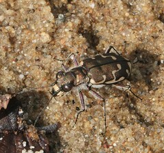 Cicindela repanda