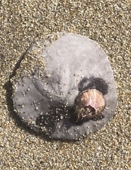 Paraconcavus pacificus