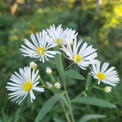 Boltonia asteroides