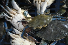 Callinectes arcuatus