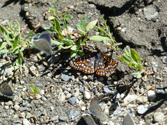 Euphydryas editha