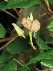 Rhizobiaceae