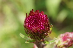 Liatris ligulistylis
