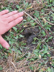 Blastocerus dichotomus
