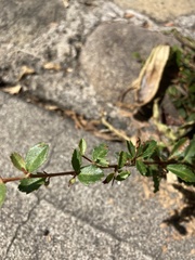 Rhamnaceae