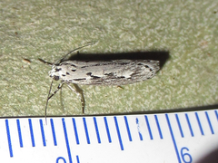 Ethmia discostrigella