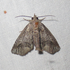 Paectes abrostolella