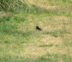 Hymenops perspicillatus