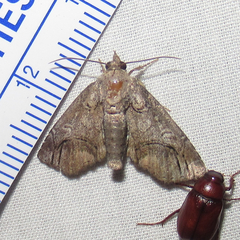 Paectes abrostolella