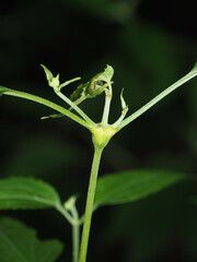 Neolasioptera eupatorii