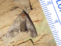 Paectes abrostolella