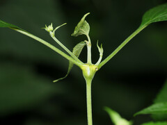 Neolasioptera eupatorii