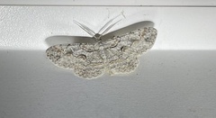 Iridopsis defectaria