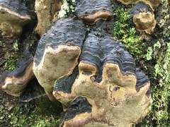 Phellinus lundellii