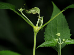 Neolasioptera eupatorii